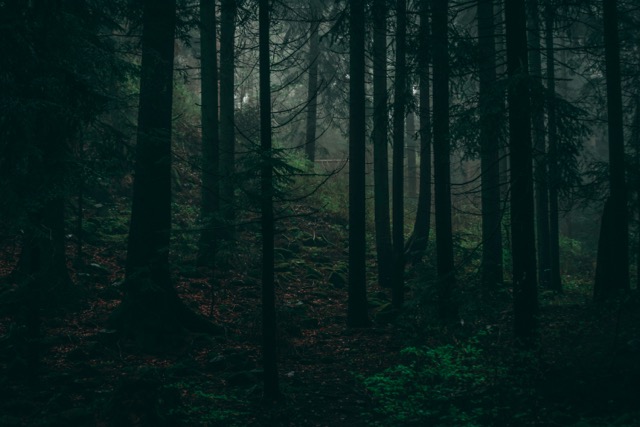 Soft-focus forest background for Sereine ambient scenes